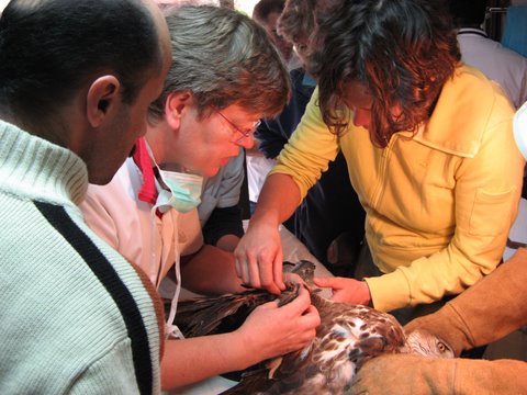 Ine-Stassen als dierenarts