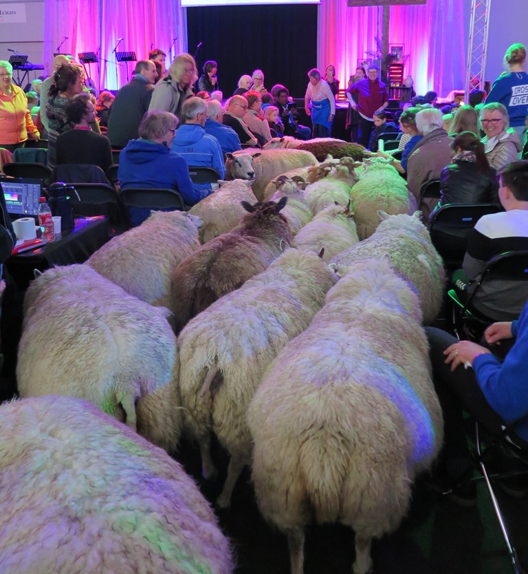 Schapen-in-de-zaal